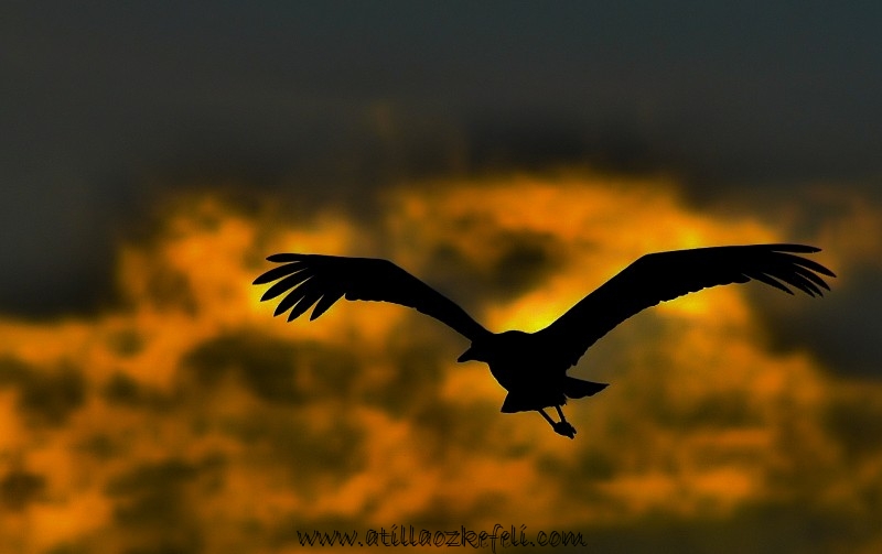 sundown bird - ATI_7320