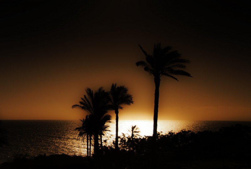 morning breeze on palms - ATI_9498