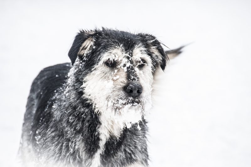 snowdog - ATI_3245